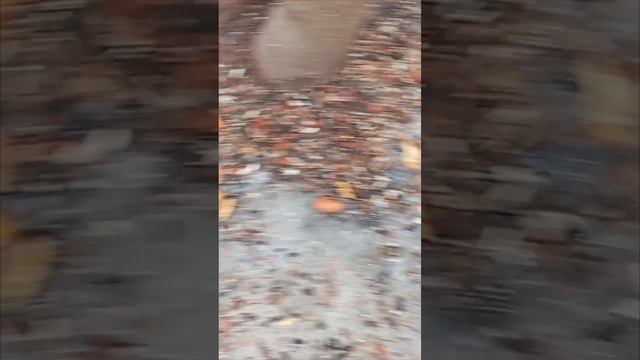 Насыпала корм в кормушки у парка