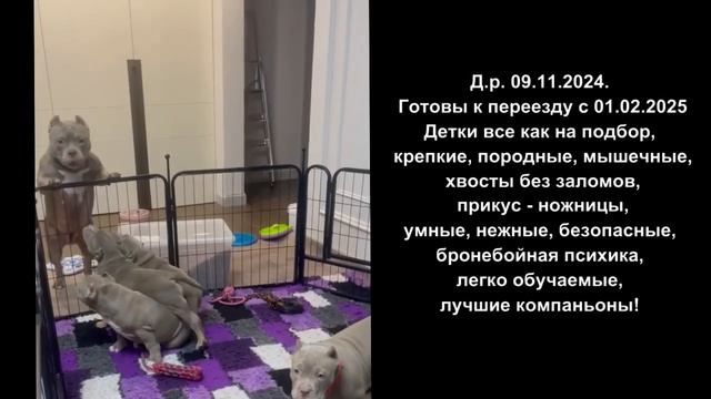 Щенки американского булли ☎️ Звоните или пишите +79210957588 вотсап или телеграм