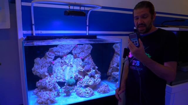 Is One Light Enough for this Tank? Aussie Coral Reef Wall Build Pt. 4
