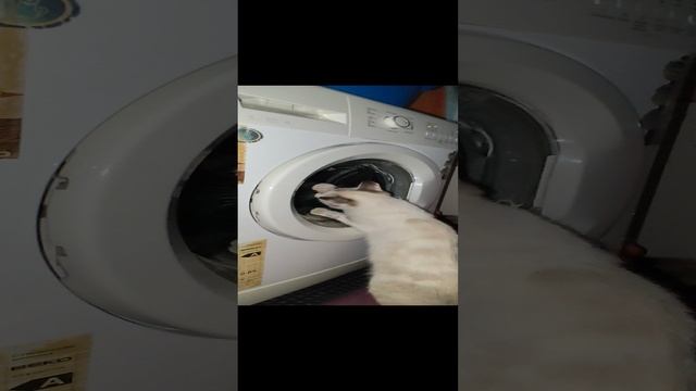Неугомонная Маруська