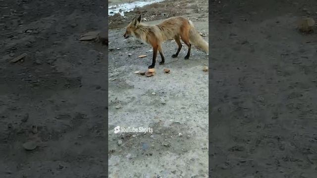 Лиса голодная