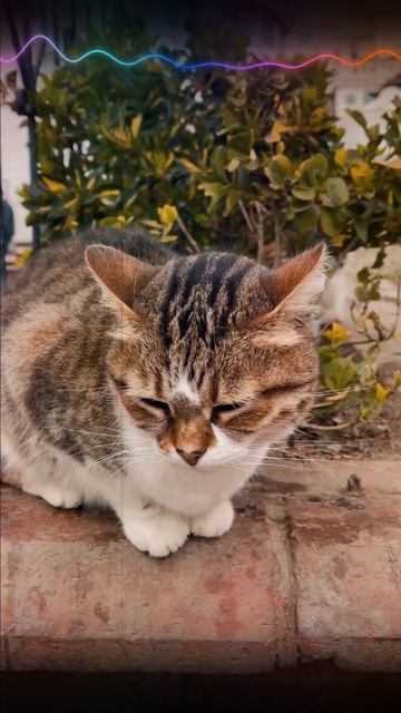 Unleashing the Wild: Exploring the World's Most Dangerous Cat Breed 🐾🦁 #Shorts