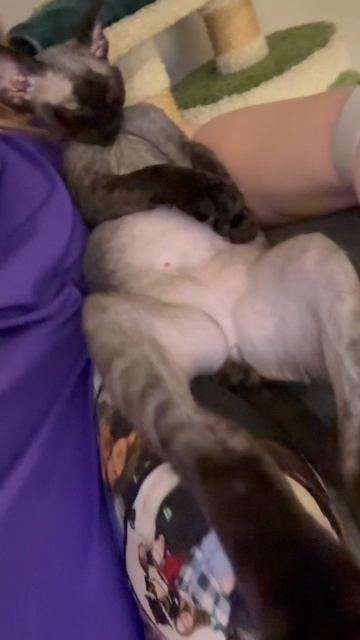 📺+🐈⬛=💤 #девон #devonrex #cat