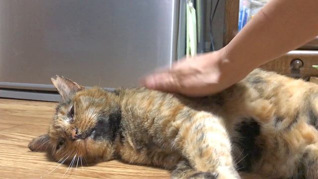 間に合わなくて不完全燃焼なの！【猫と日本の庭】