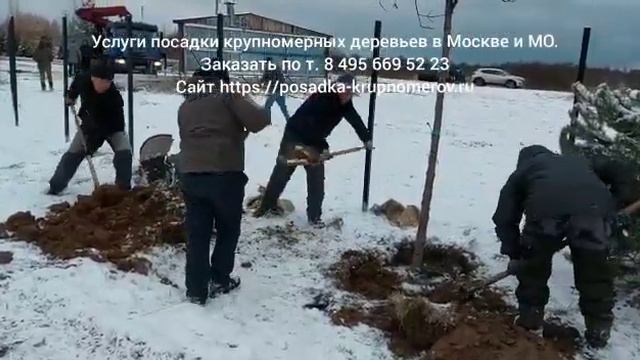 Зимняя посадка крупномеров деревьев на участках Москвы и МО. Заказать услуги по т. 8 495 669 52 23