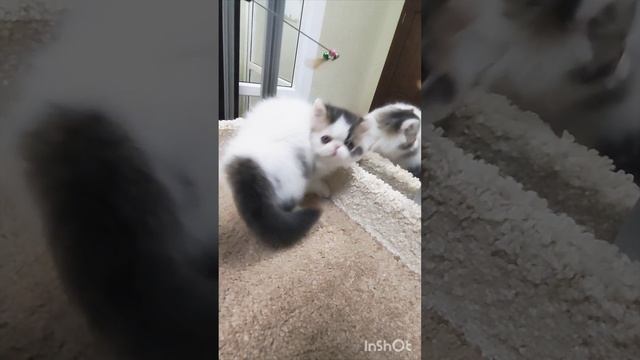 ПАУЛИНА 🥰
