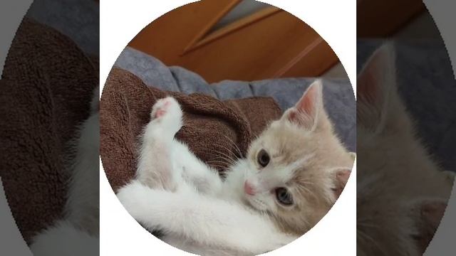 милая кошечка ?