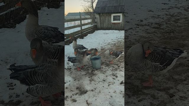 Гуси и ведро с водой