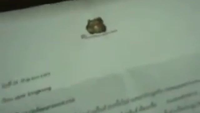 user kingkong ผู้ชนะ Logitech MK250