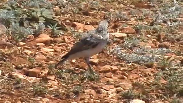 © Птичка! Cамка черношейной каменки (Oenanthe finschii) //