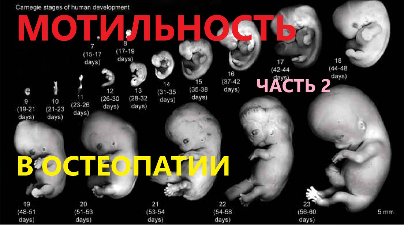 А. Обервиль. Остеопатия. Иной взгляд на мотильность. часть.2.