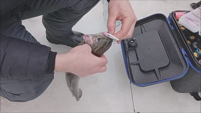 В процессе запуска ловят на разные виды приманок. Рыбалка на Нижнем водоёме. Клёвое место лосиный