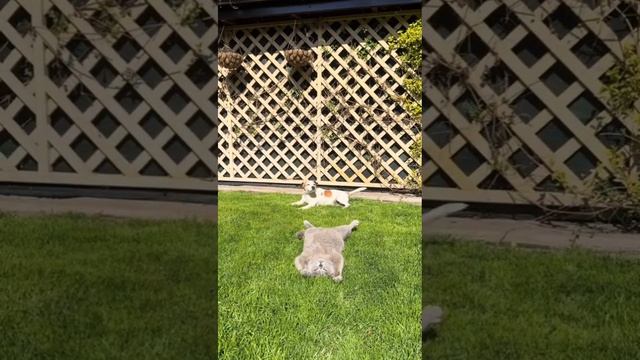 беззаботно, хочу также .mp4