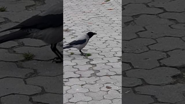 #shorts_video_youtube #умная хитрая серая ворона