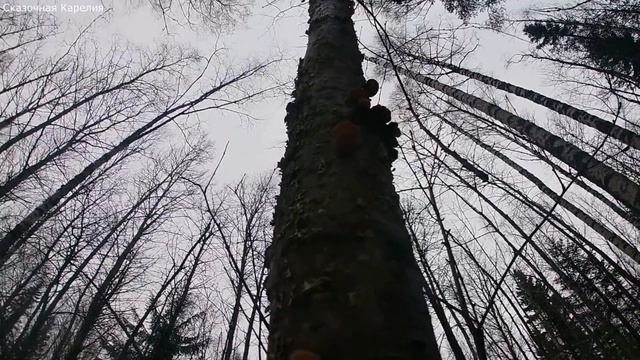 Грибы зимой! Вести 2.12.20 Съедобные грибы в лесу!Потерял пакет c опятами.Жарю вешенки на сковороде