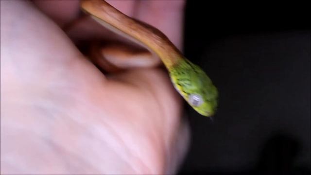 Maluszki Boiga cyanea