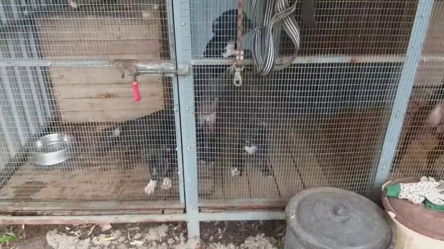 PRIDE  G&K  KENNELS