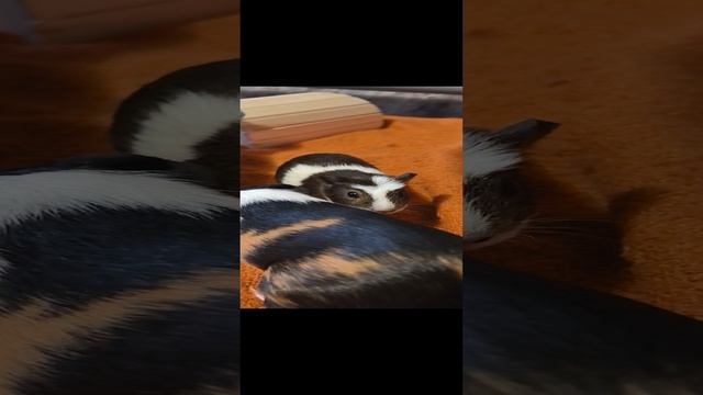 Буся и Дубровский