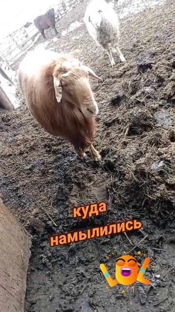 ЮМОР