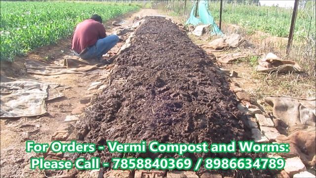Eisenia Fetida - How to Make Vermi Compost Step 3