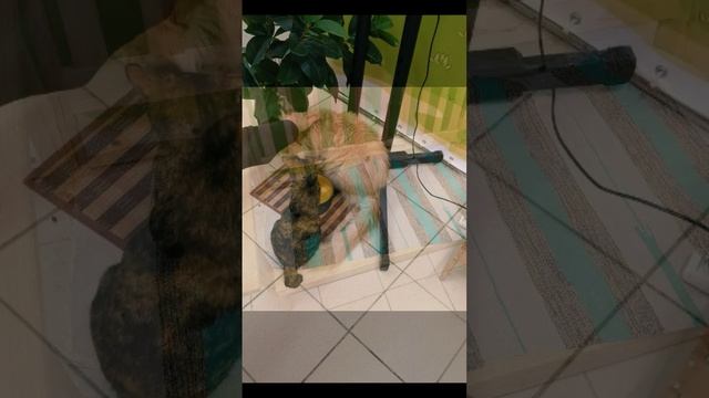 Котодеревня