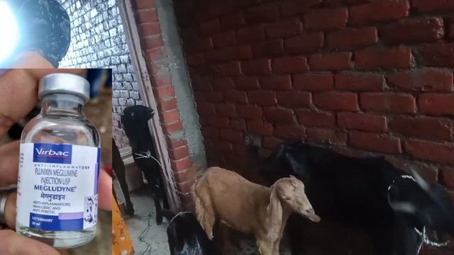 बकरी के चिनक का इलाज कैसे करें ll urinary infection in goat ll रुक रुक कर पेशाब करना