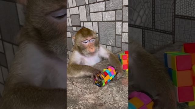 Очумелые лапки обезьянки собирают кубик Рубик