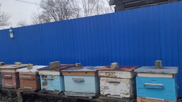 ф.37.просматриваю пчелосемьи и если кто нуждается даю дотацыю.