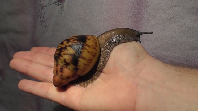 🐌 Archachatina marginata Suturalis  (2) 🐌