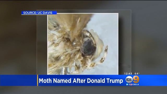 Newly Discovered Moth Named After Donald Trump