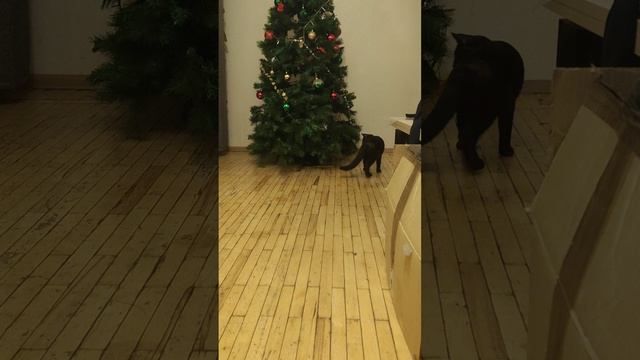 кот или пес