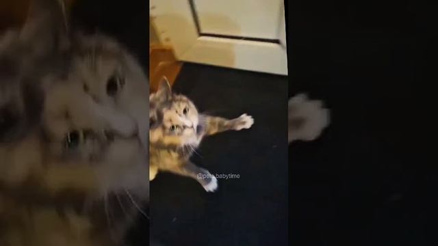 1000019132.mp4