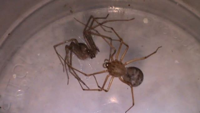Spitting spider VS mediterranean recluse spider - Ragno sputatore VS ragno violino