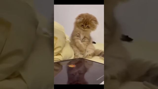 Юмор