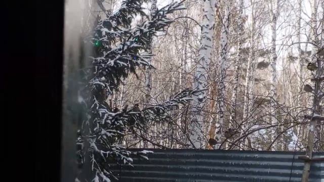 Свиристель освоился