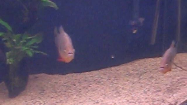 Piranha Tank 240 Gallons Caribe,Piraya,Red Belly