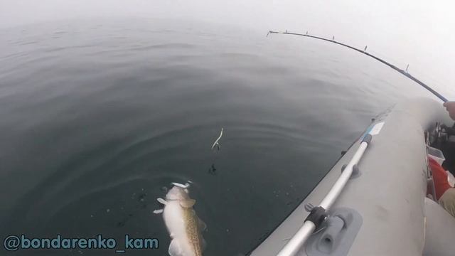 Россия, Камчатка. Морская рыбалка. (Палтус, треска, макрурус, окунь) 17 июня 2018 г.