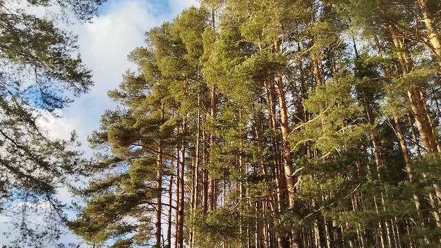 Птички 🐦 поют, как весной