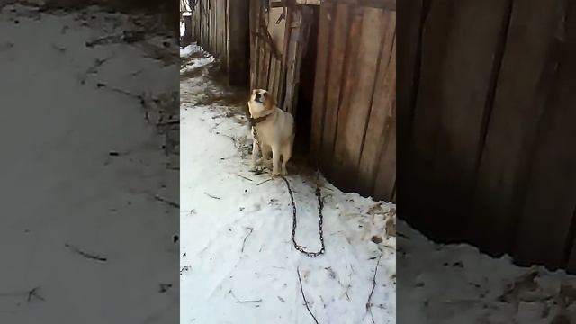 "прикол" собака чешет жопу