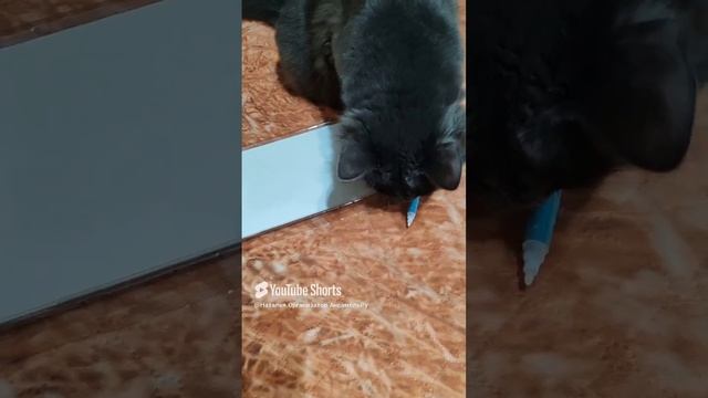 Мир на Земле желаем  мы людям