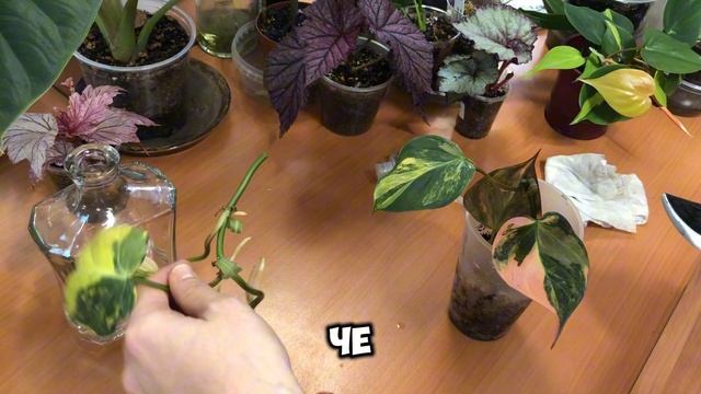 Филодендрон Миканс Оранж Вар