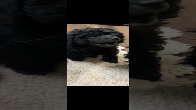 VID-20250120-WA0019.mp4