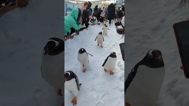 _yapfiles.ru
