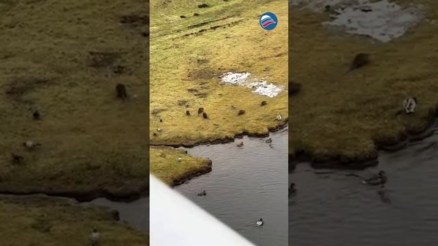 Когда в душе ты диснеевская принцесса, а не житель Чехии, решивший подкормить уток