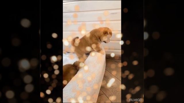 Сиба- ину