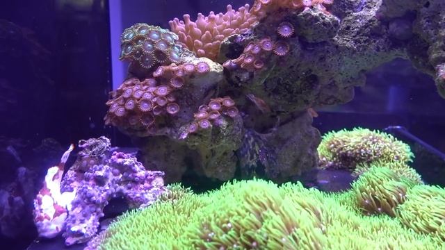 IT'S FINALLY HERE!! Frogfish Mochi!!