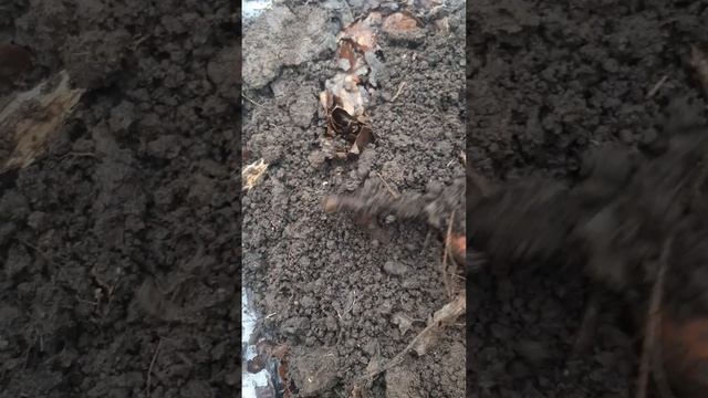 Замучился ковырять эти монеты.