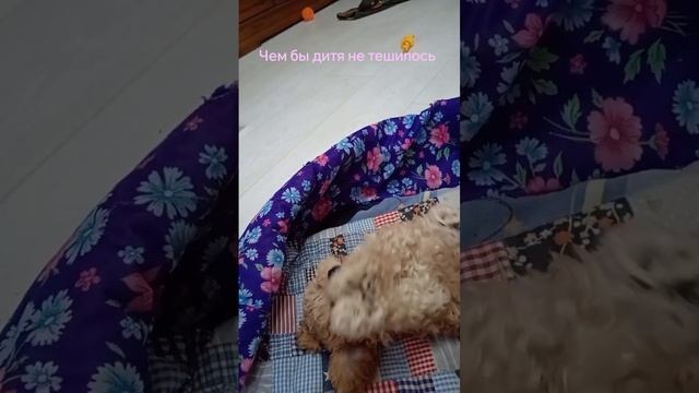 Маленькое ЧУДО🐩