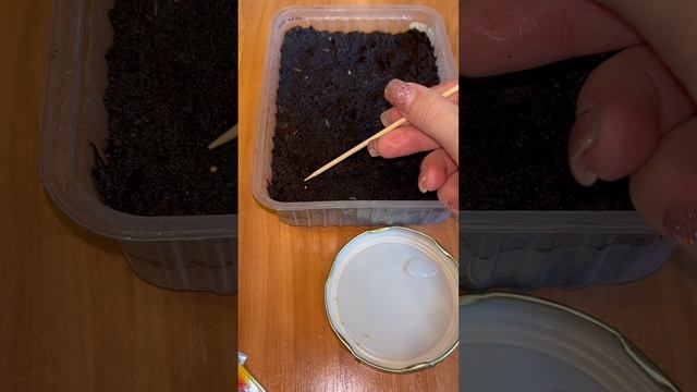 Сеем петунию