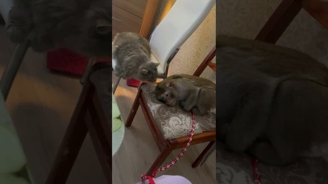 Обезьяна и кот друзья поневоле